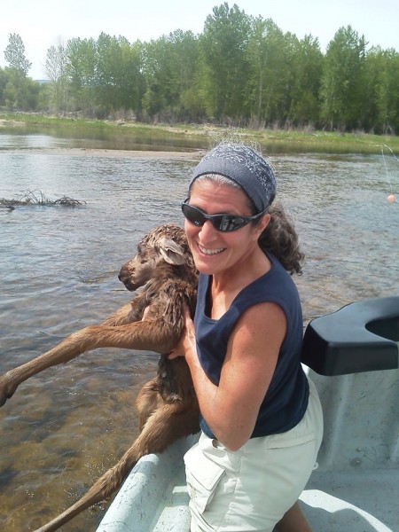 Moose Calf